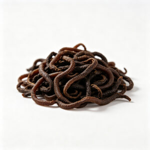 Protein digestibility analysis from a premium Bulk Dried Earthworms supplier