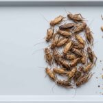 Photorealistic B2B quality-control photograph of whole dried crickets arranged on a clean inspection tray with three visually separated groups showing recognisable whole bodies, detached cricket legs and wings, and small fragments or fines, accurate cricket anatomy with long antennae folded wings and developed hind legs, natural tan golden-brown and medium-brown colour variation, visibly dry matte texture, realistic commercial product appearance matching a genuine dried-cricket reference, clean pale-grey background, composition weighted right with negative space left, no grasshoppers, no locusts, no people, no hands, no documents, no labels, no logos, no text, high detail, 16:9.