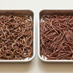 Sun dried earthworms compared with heat-dried earthworms for B2B buyers