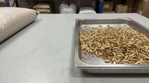 Bulk dried maggots displayed for B2B commercial sourcing