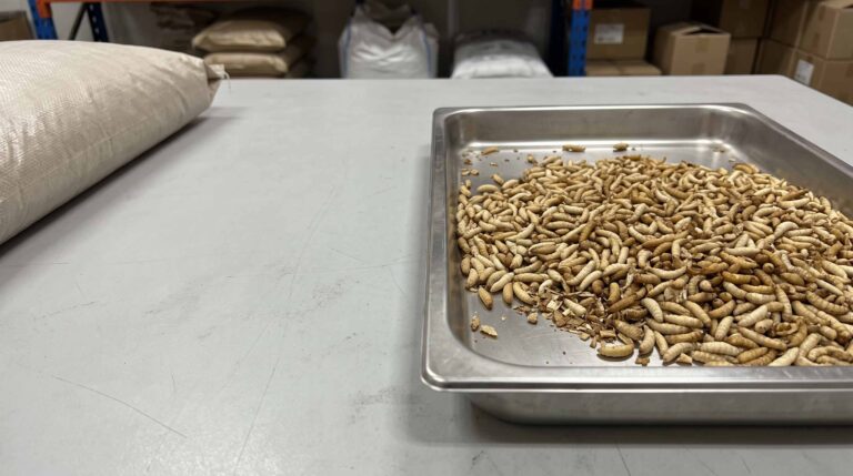 Bulk dried maggots displayed for B2B commercial sourcing